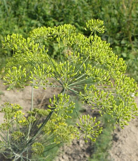 Укроп уруги ва петрушка уруги - фото и картинки abrakadabra.fun