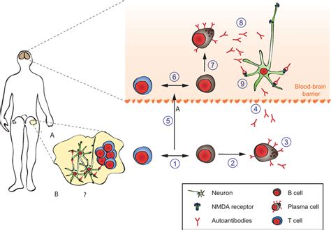 Frontiers Mechanisms Of Autoantibody Induced Pathology