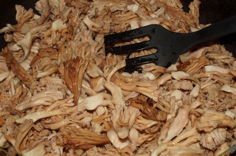 Гриб Оленья губа (71 фото)