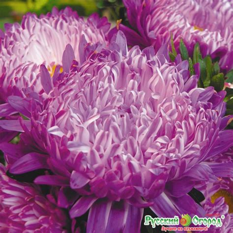 Астра срезочная (78 фото)