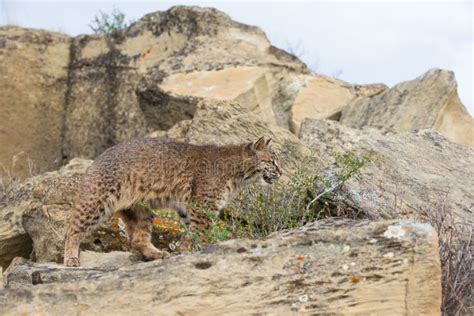 Bobcat Hunting Stock Image Image Of Stealthy Prey 108052167