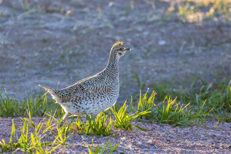 MINNESOTA DNR ACCEPTING ENTRIES FOR PRAIRIE CHICKEN HUNTING LOTTERY