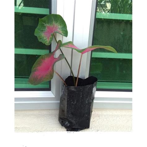 Anak Pokok Keladi Hiasan Kampung Caladium Bicolor Houseplant In Poly