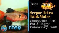 Serpae Tetra Tank Mates Compatible Fish For A Happy Aquarium