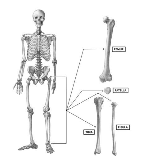 Femur And Tibia Anatomy