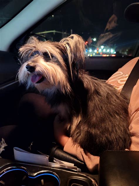 Dog for Adoption - Mimi a Papillon-Schnauzer puppy, a Papillon in