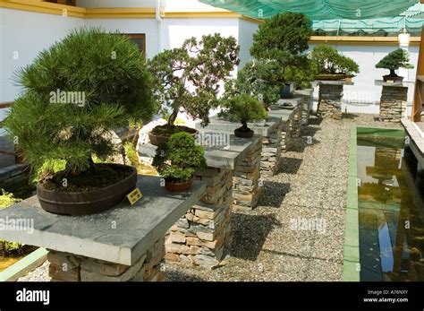 Museo Del Bonsai Marbella Andalucia Hi Res Stock Photography And Images