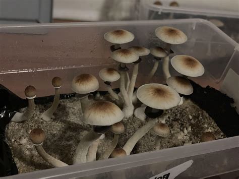 I’m new to growing shrooms. I bought Air Force ones from premium spores
