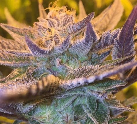 Buy Girl Scout Cookies Auto Feminized Seeds By Garden Of Green In America Stellar Seeds