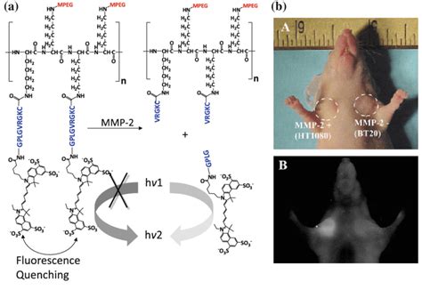 5 An Enzyme Activatable Probe Designed To Be Activated By Download