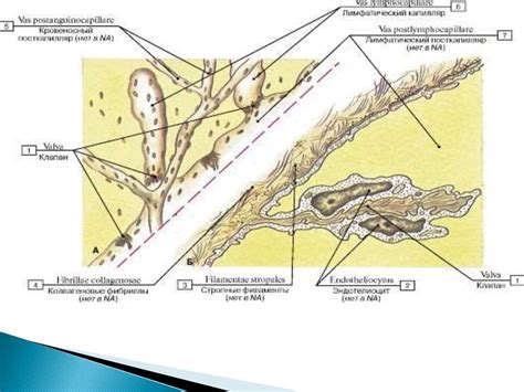 Лимфа. Лимфа айналым жүйесі - презентация онлайн