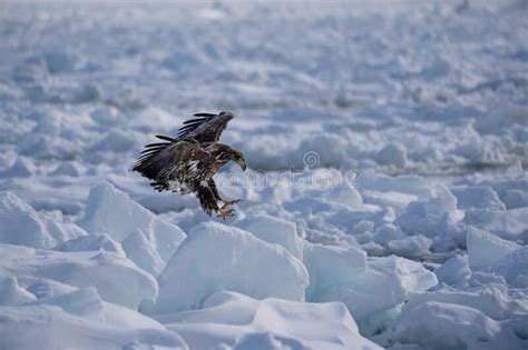 A White Tailed Eagle Spreads Its Wings And Prepares To Land On The Snow