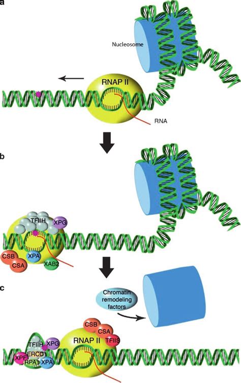 Transcription-coupled repair in human cells and chromatin remodeling ...