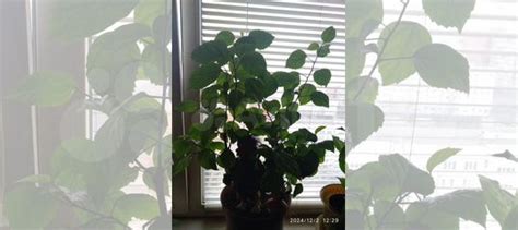 Комнатные растения купить в Тольятти | Товары для дома и дачи | Авито