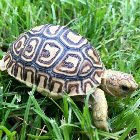 Leopard Tortoises For Sale Baby Leopard Tortoise Hatchlings For Sale