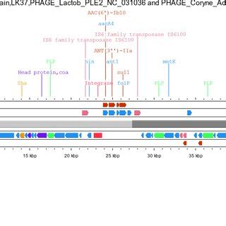 Structural features of prophage regions identified from... | Download ...