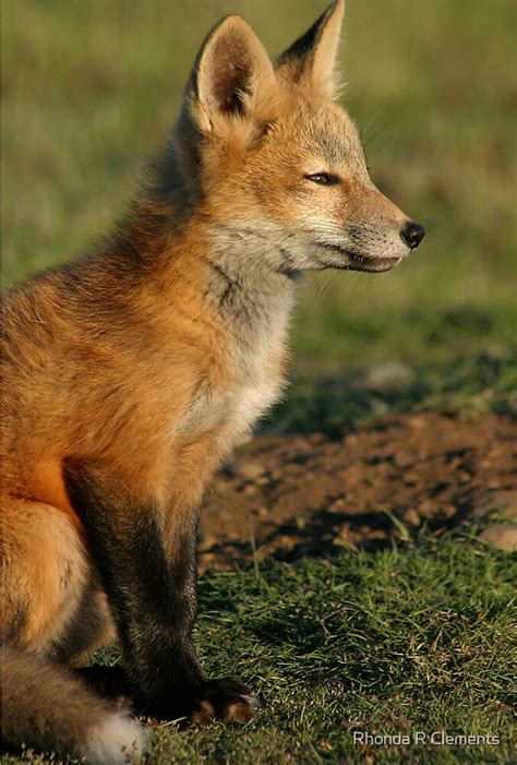 Fox Kit Watching Sunset By Rhonda R Clements Redbubble