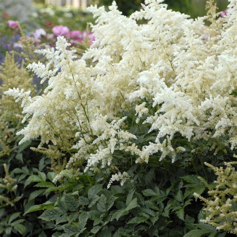 Deutchland Japanese Astilbe False Spirea Astilbe Japonica