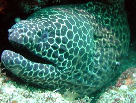 Muräne | Fish pet, Pets, Animals