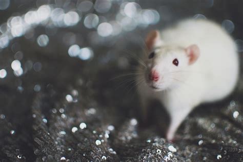 Hey Pandas, Are There Any Rat/Mouse Lovers Out There? Share Your Funny ...
