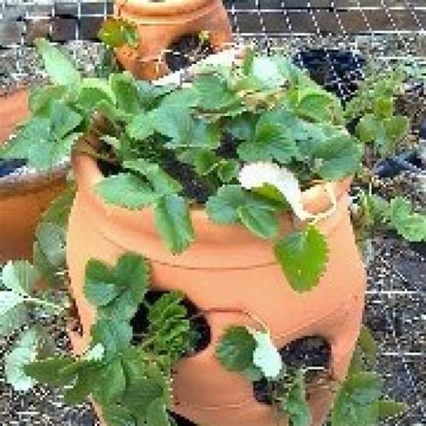 How To Plant A Strawberry Jar That Lives Strawberry Garden