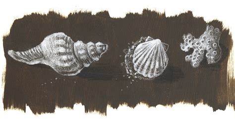 nature art journal florida fossil shells