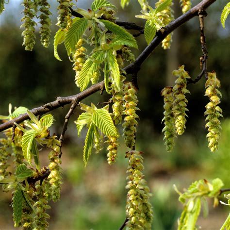 native british trees  small gardens bring beauty  bi