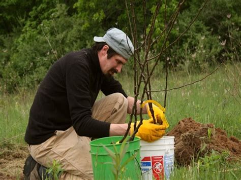 Посадка груши осенью