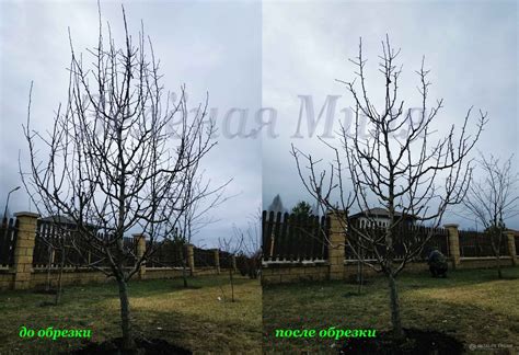 Профессиональная обрезка плодовых