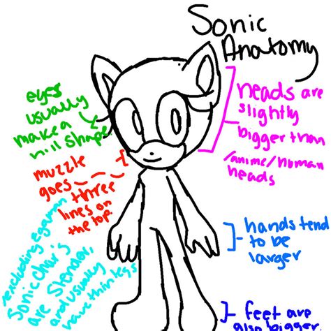 How I sonic anatomy by ChickenNuggetGalaxy on DeviantArt