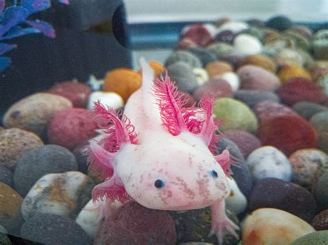 Create a refuge for the Axolotl in Xochimilco - GlobalGiving