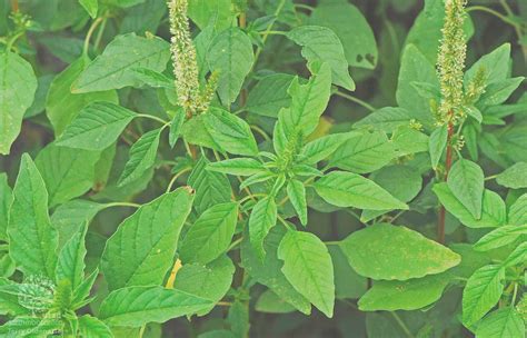 Resistência aos herbicidas Inibidores do Fotossistema II FSII