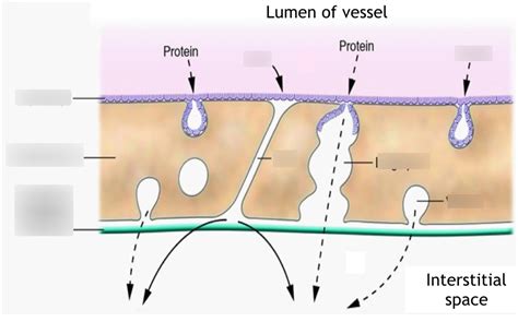 Diagram of Properties of Capillaries | Quizlet
