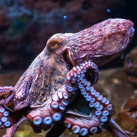 Откуда взялось выражение «голубая кровь», и какого ещё цвета она бывает ...