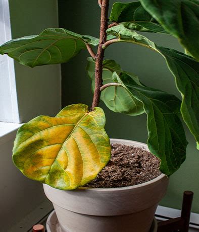 Why Are My Fig Tree Leaves Turning Yellow - Infoupdate.org