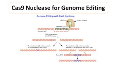 Cas9 Nuclease For Genome Editing Microbiology Notes