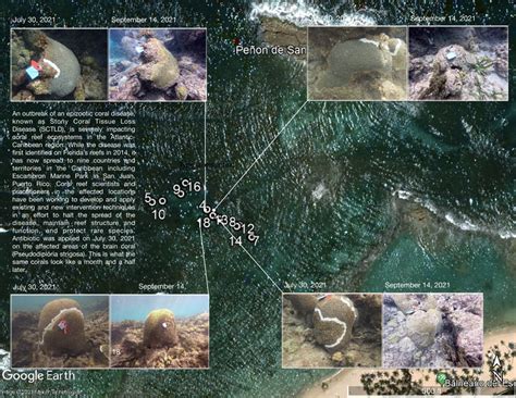 coralscltd news   business