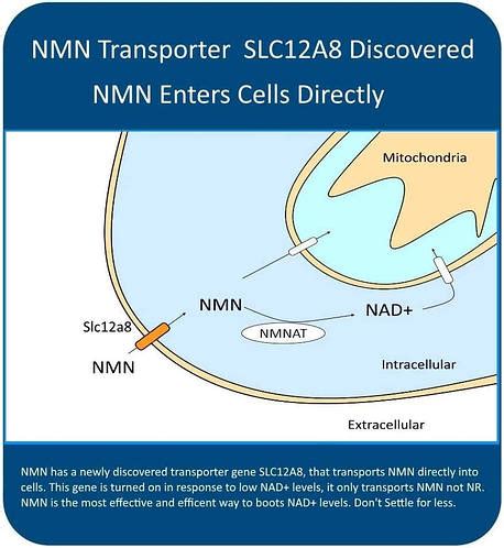 MAAC10 NMN 1000 (никотинамид мононуклеотид), 250 мг НМН, 120 капсул ...