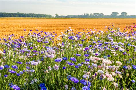 Umfrage Zur Landwirtschaft In Niedersachsen 4N Nordwest