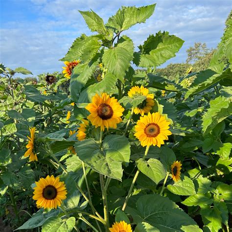 yenser's tree farm 3