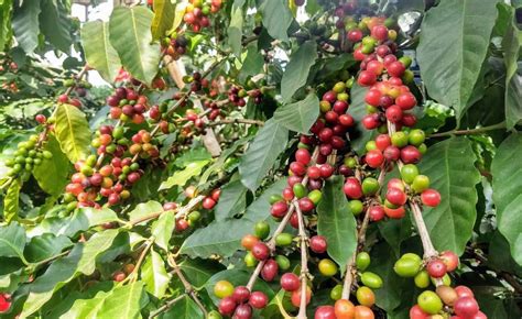 Ruta del Café en Veracruz 10 Fincas Más Reconocidas