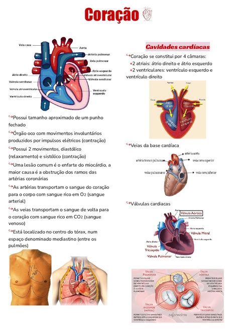 Anatomia E Fisiologia Do Coracao - Anatomia E Fisiologia Do Coracao