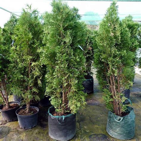 Туя западная Холмструп (Holmstrup)