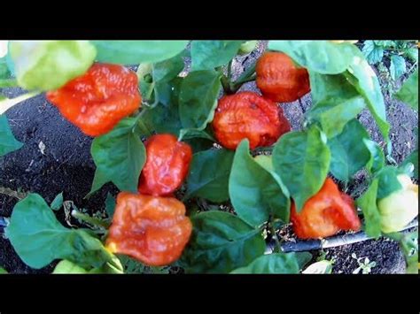 Trinidad Moruga Scorpion Caramel (Тринидад Моруга Скорпион Карамель ...