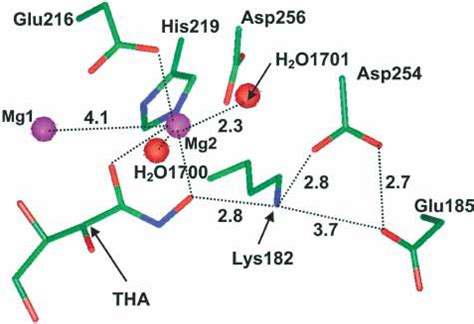 Partial View Of The Active Center Of The X Ray Structure With The