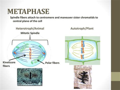 Cell Cycle And Mitosis Ppt Download