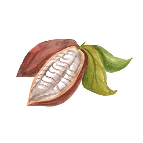 Vectores E Ilustraciones De Cacao Acuarela Para Descargar Gratis Freepik