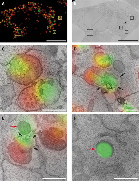 Bakbax Macropores Facilitate Mitochondrial Herniation And Mtdna Efflux