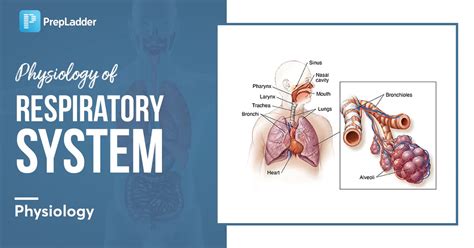 Physiology Of Respiratory System