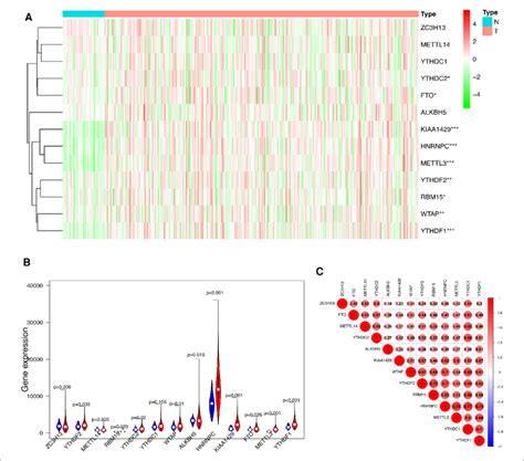 Differentially expressed m6A methylation-related genes between HCC and ...
